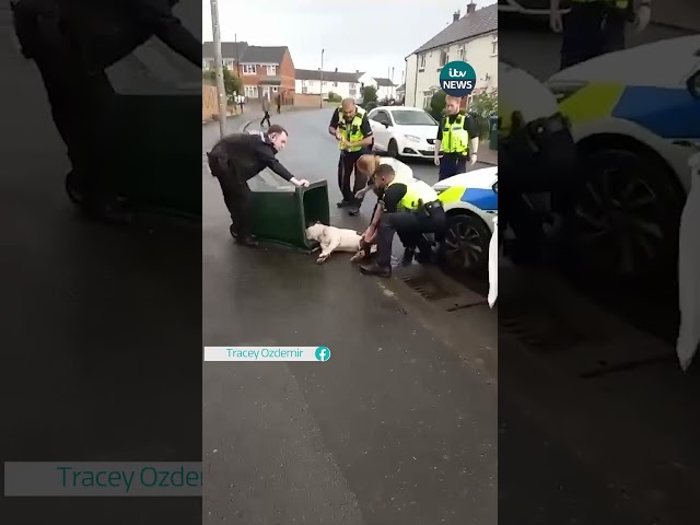 Dog in a Bin Incident